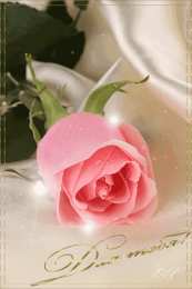 Открытки с розовыми розами Чудесные открытки с розовыми розами скачать бесплатно gif.