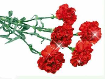 Открытки с гвоздиками  Открытки с гвоздиками скачать. Открытки с гвоздиками онлайн.