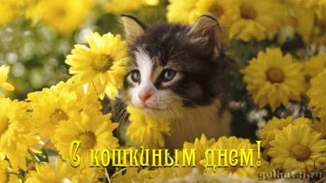 Открытки ко дню кошек Скачать красивые анимационные Открытки ко дню кошек бесплатно.