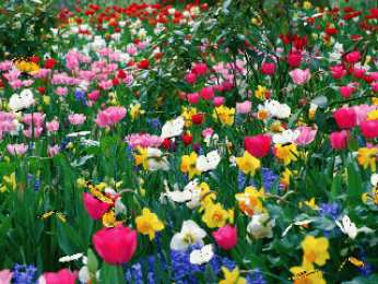 Открытки с бабочками  Открытки с бабочками с анимациями. Открытки с бабочками gif.