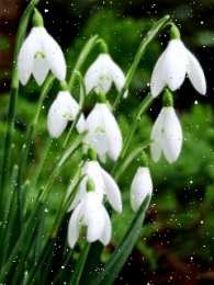 Открытки с ландышами  Открытки с ландышами скачать. Открытки с ландышами онлайн бесплатно.