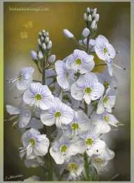 Открытки с флоксами  Открытки с флоксами анимационные. Открытки с флоксами скачать.