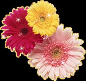 Открытки с герберами  Открытки с герберами скачать бесплатно. Открытки с герберами gif.