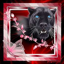 Открытки с пантерой Открытки с пантерой скачать бесплатно. Открытки с пантерой gif.