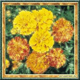 Открытки с бархатцами  Открытки с бархатцами онлайн бесплатно. Открытки с бархатцами скачать.