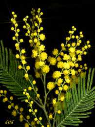 Открытки с мимозой  Открытки с мимозой скачать бесплатно. Открытки с мимозой онлайн.