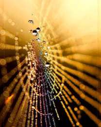 Открытки с паутиной  Открытки с паутиной с анимациями. Открытки с паутиной скачать.