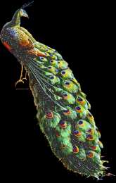 Открытки с павлинами Открытки с павлинами скачать бесплатно. Открытки с павлинами gif.