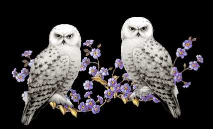 Открытки с совами  Открытки с совами скачать. Открытки с совами бесплатно онлайн.