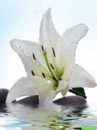 Открытки с белой лилией  Открытки с белой лилией скачать бесплатно. Открытки с белой лилией gif.