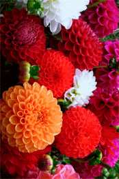 Открытки с георгинами  Открытки с георгинами скачать бесплатно. Открытки с георгинами онлайн.