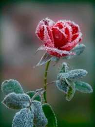 Открытки с инеем  Открытки с инеем скачать бесплатно. Открытки с инеем gif.     