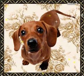  Открытки с собаками.