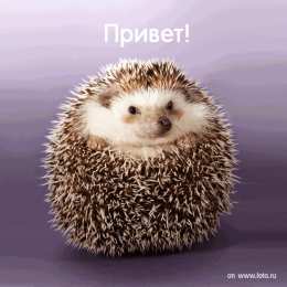  Открытки с ёжиками. 