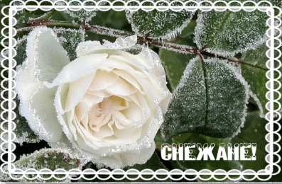  Открытки с именем Снежана.