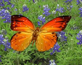  Открытки с бабочками.