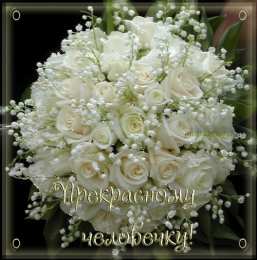  Открытки с белыми розами.