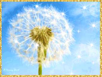  Открытки с белыми одуванчиками.