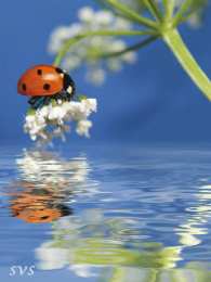  Открытки с божьей коровкой.