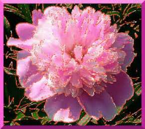  Открытки с розовыми пионами.