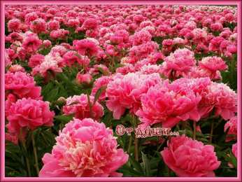  Открытки с пионами в саду.