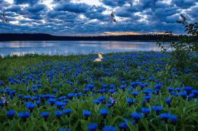  Открытки с васильковым полем.