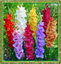  Открытки с гладиолусами.