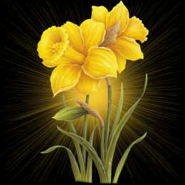  Открытки с желтыми нарциссами.