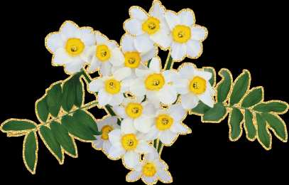  Открытки с белыми нарциссами.