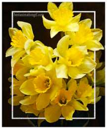  Открытки с букетом нарциссов.