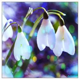  Открытки с подснежниками.