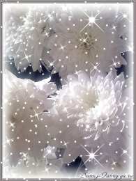  Открытки с белыми хризантемами.