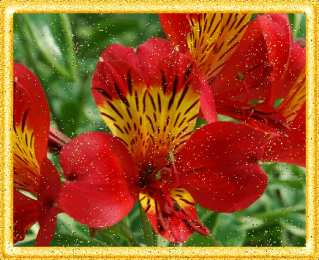  Открытки с альстромериями.