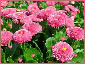  Открытки с маргаритками.