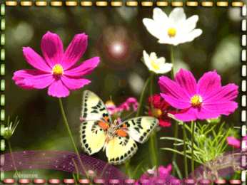  Открытки с космеями.