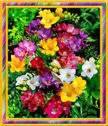  Открытки с фрезиями.