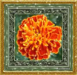  Открытки с бархатцами.